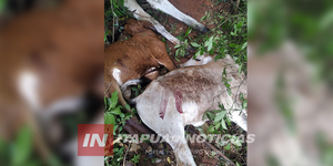 11 ANIMALES VACUNOS FALLECIERON POR LA CAÍDA DE UN RAYO EN SAN PEDRO DEL PNÁ - Itapúa Noticias