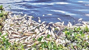 Coliformes fecales incidieron en ingente mortandad de peces