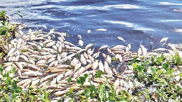 Coliformes fecales incidieron en ingente mortandad de peces
