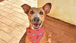 Una iniciativa de corazón para ayudar a los animales
