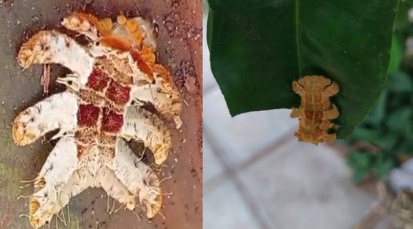 Derivan a una mujer a terapia tras contacto con raro gusano araña - Noticiero Paraguay