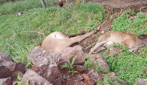 Fuerte viento huracanado sacudió a la comunidad sanjosiana - Noticiero Paraguay