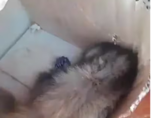 Denuncian a la mujer que pidió el monito por delivery y que murió asfixiado anga