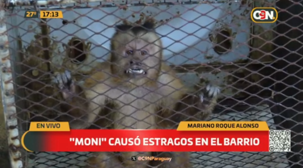Pobladores de Mariano Roque Alonso capturan a monita que armaba sarambí