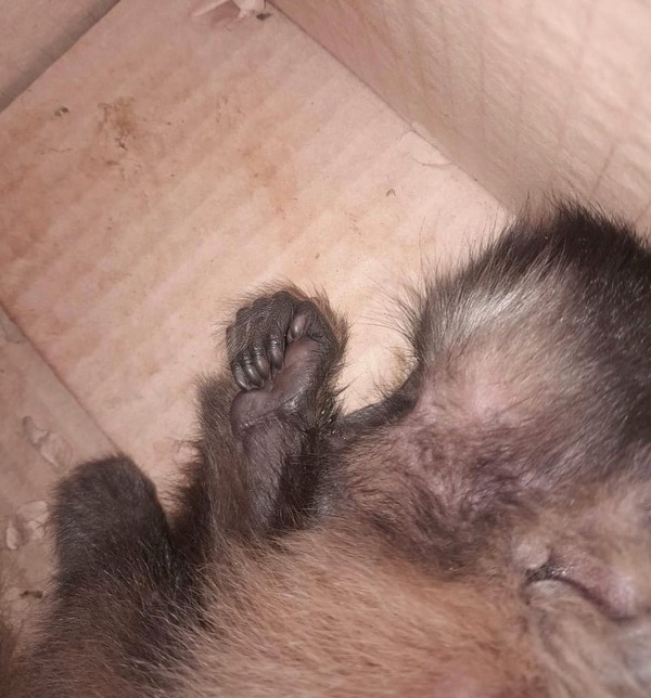 Tras muerte de monito: Defensa Animal presenta denuncia y pide fuertes sanciones - trece