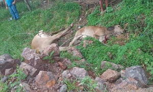 Viento huracanado mató a una vaca y un ternero en San José de los Arroyos