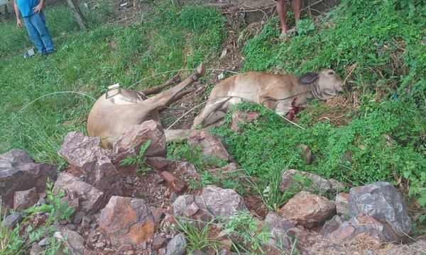 Viento huracanado mató a una vaca y un ternero en San José de los Arroyos