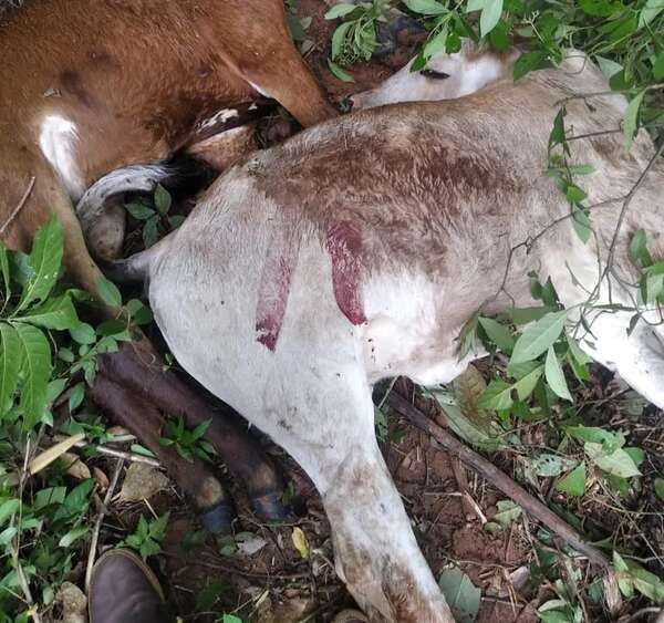 11 vacas mueren por caída de rayo en Itapúa - Clima - ABC Color