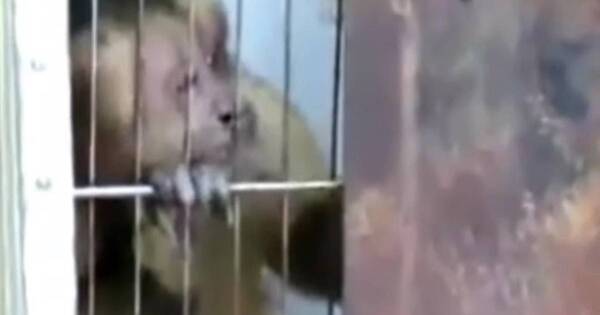 La Nación / Mariano Roque Alonso: piden rescate de mono que causa destrozos y ataca a vecinos
