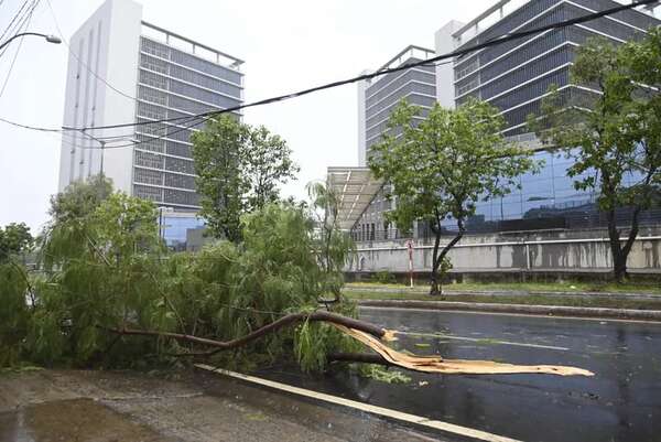 Asunción y Lambaré: tormenta fuerte provocó raudales, destrozos y más de 35 árboles murieron ayer - Nacionales - ABC Color