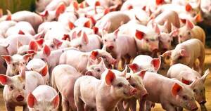 La Nación / Buen momento del sector porcino interesa a inversionistas extranjeros