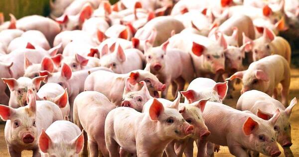 La Nación / Buen momento del sector porcino interesa a inversionistas extranjeros