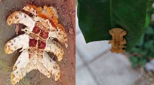Mujer tuvo contacto con un “gusano araña” y acabó internada en el hospital - Radio Imperio 106.7 FM