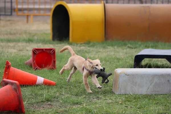 Atenea, Boki y Kia: conocé a los cachorros que se preparan para salvar vidas - Mascotas - ABC Color