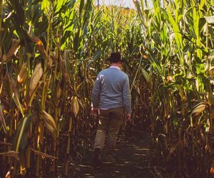 Se desacelera el ritmo de crecimiento de la economía: BCP observó caída momentánea de la agricultura, en noviembre - MarketData