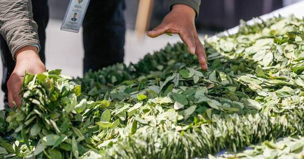 La Nación / Masticaron hoja de coca en plazas bolivianas contra estigma