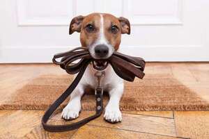 Mascotas: Cinco consejos esenciales para pasear a tu perro por primera vez - Mascotas - ABC Color