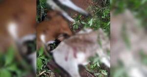 Diario HOY | San Pedro del Paraná: rayo cayó en una estancia y mató a 11 vacas