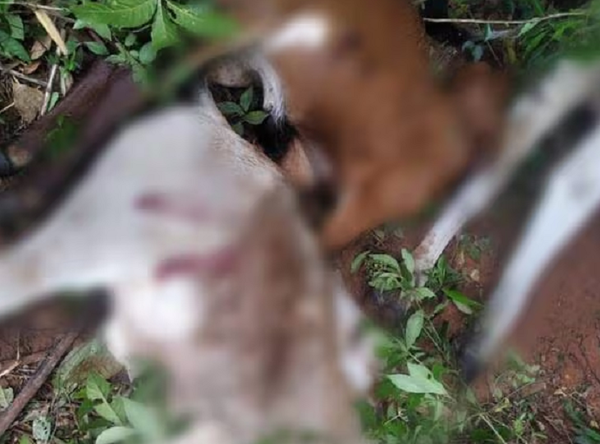 Rayo cayó en una estancia y mató a 11 vacas - Noticiero Paraguay