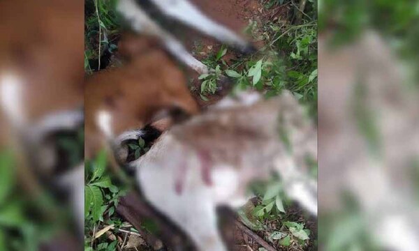 Rayo cayó en una estancia y mató a 11 vacas en Itapúa – Prensa 5