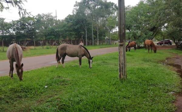 Concejal reconoce que falta voluntad política para solucionar problema de animales sueltos | Radio Regional 660 AM