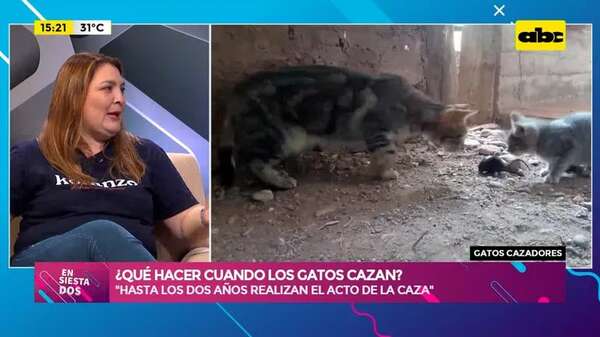 Video: ¿Qué hacer cuando los gatos cazan? - Ensiestados - ABC Color