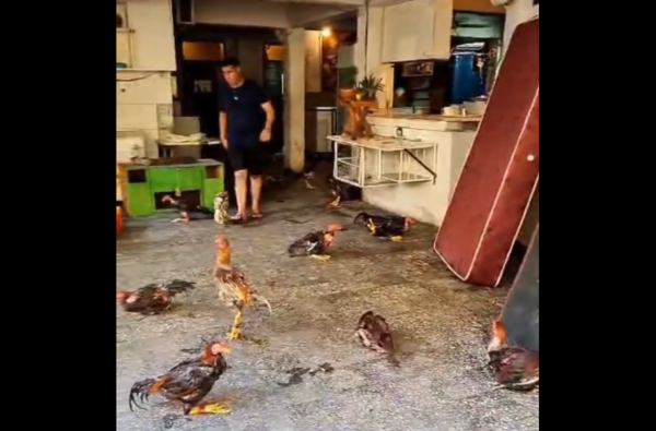 (VIDEO). Bienestar Animal retiró 66 gallos de riña, pollitos y hasta una gallina clueca de Tacumbú