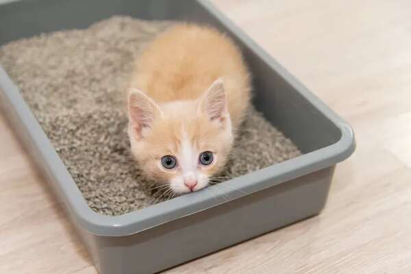 Cómo educar a un gato recién adoptado: cinco tips esenciales - Mascotas - ABC Color
