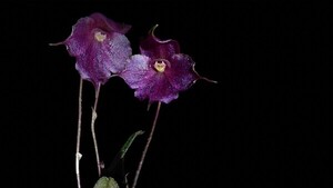 Hallan nuevo tipo de orquídea que crece a más de 3.500 metros de altura en Perú