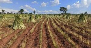 La Nación / Soja y sésamo tuvieron mayor incidencia en los envíos de productos agropecuarios en 2023