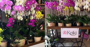 La Nación / Club Keiki expone este sábado sus orquídeas en San Bernardino