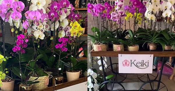 La Nación / Club Keiki expone este sábado sus orquídeas en San Bernardino