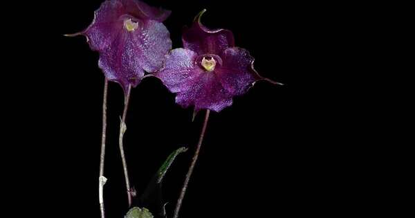 La Nación / Descubren en Perú una nueva especie de orquídea