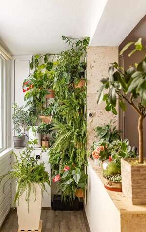 Tips para cuidar plantas en verano - ABC Revista - ABC Color