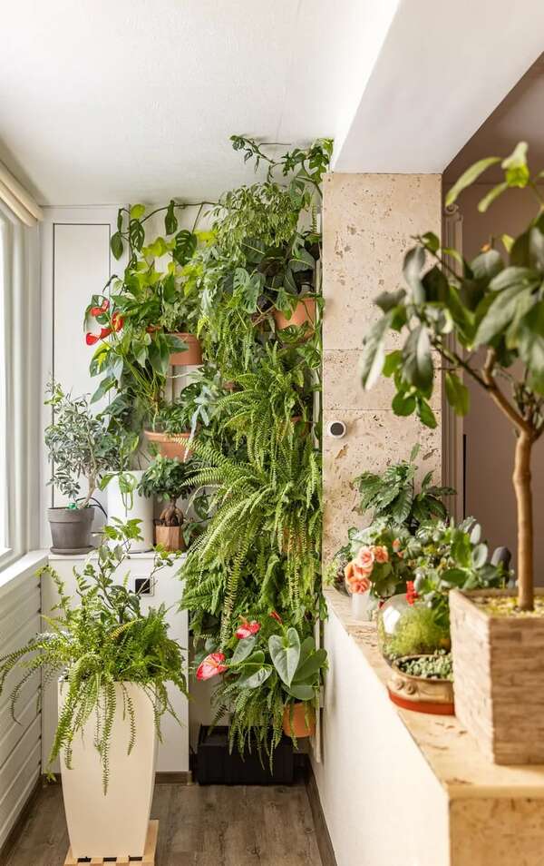 Tips para cuidar plantas en verano - ABC Revista - ABC Color