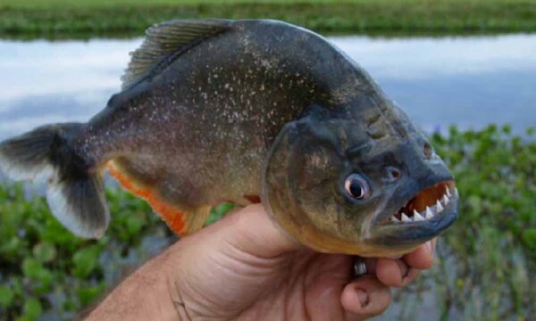 Nuevo ataque de pirañas en una playa de Pilar – Prensa 5