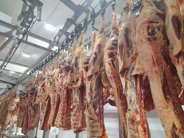Carne paraguaya a Israel: habilitación demuestra recuperación de confianza, según Senacsa - Economía - ABC Color