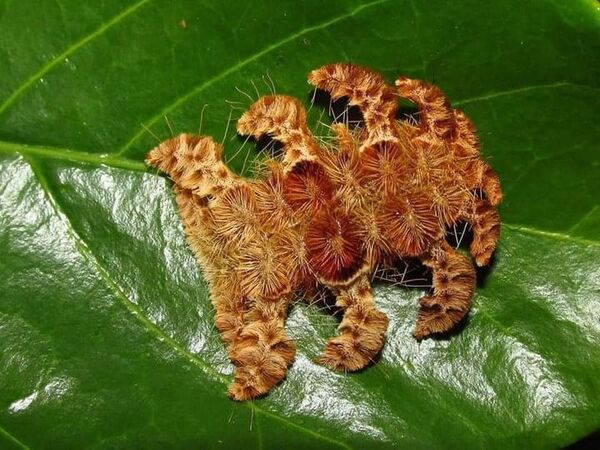 HALLAZGO DE GUSANO ARAÑA CAUSA CONMOCIÓN - La Voz del Norte