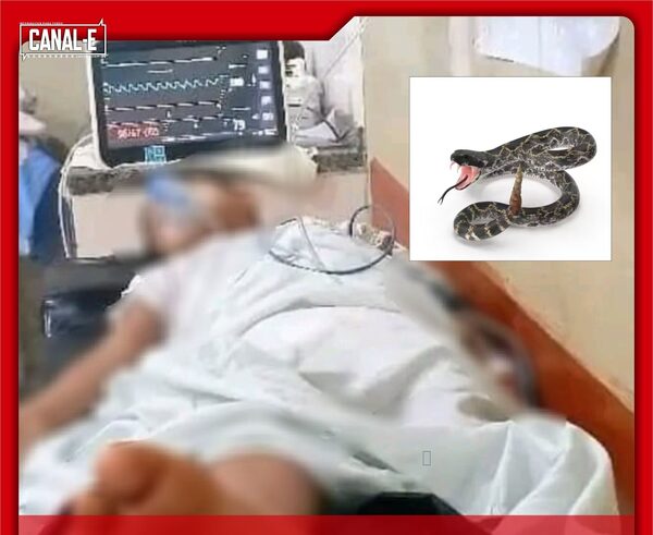 SERPIENTE ATACÓ A UN NIÑO DE 11 AÑOS