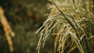 Producción nacional de arroz se exportó en un 80% en 2023 (se viene un año con más mercados)