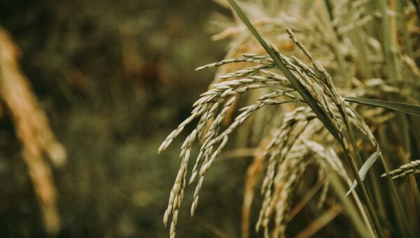 Producción nacional de arroz se exportó en un 80% en 2023 (se viene un año con más mercados)