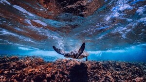 El mayor estudio de ADN oceánico vislumbra las infinitas aplicaciones de la vida marina