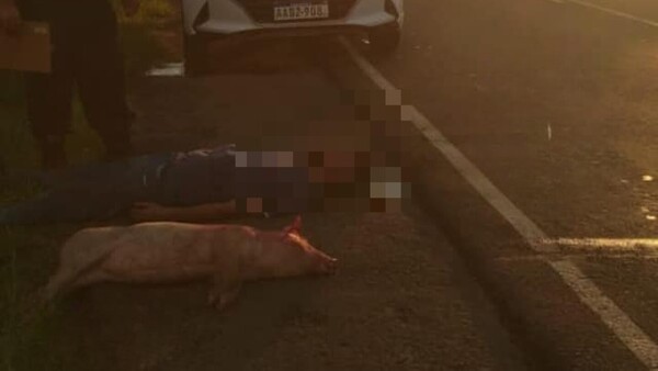 Motoca chocó y mató a un chancho