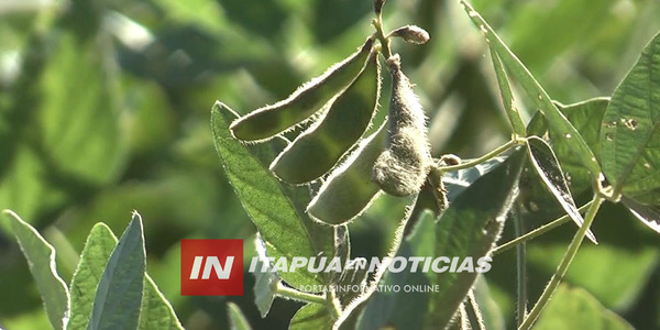 LLEGA LA ZAFRA SOJERA CON EXPECTATIVAS DE ALTAS COSECHAS EN ITAPÚA - Itapúa Noticias