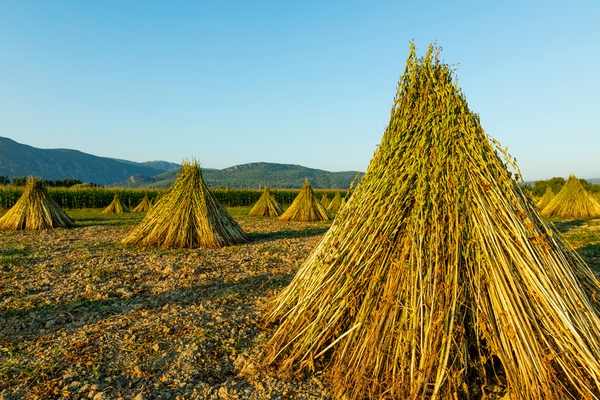 Soja y sésamo tuvieron mayor incidencia en los envíos de productos agropecuarios en 2023