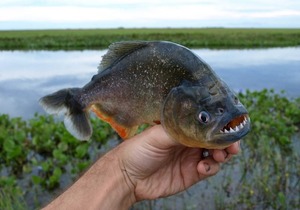Ante ataques de pirañas, instan a no ingresar con comida al río - ADN Digital