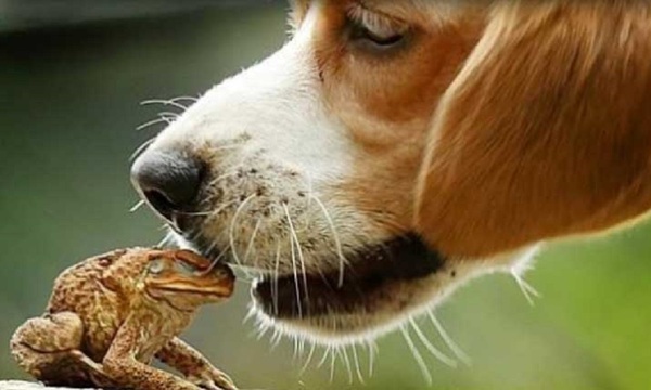 Los perros y los sapos | Telefuturo