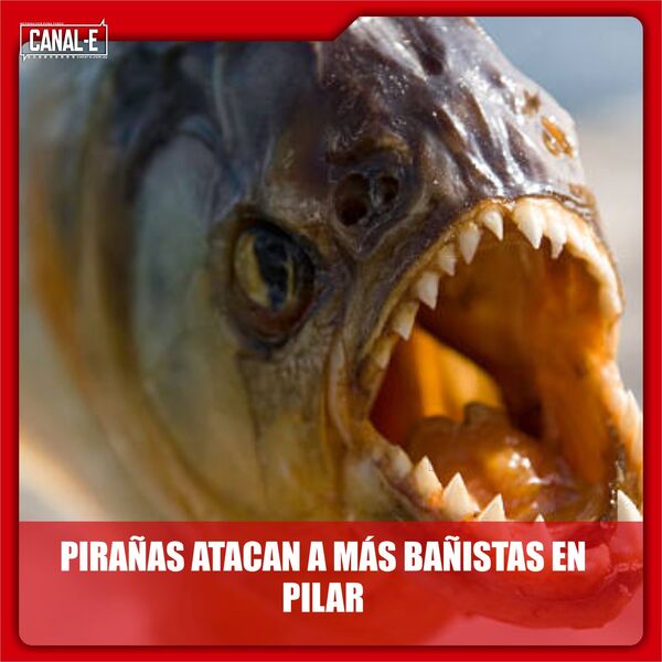 HAKE LA PIRAÑA SEÑORA
