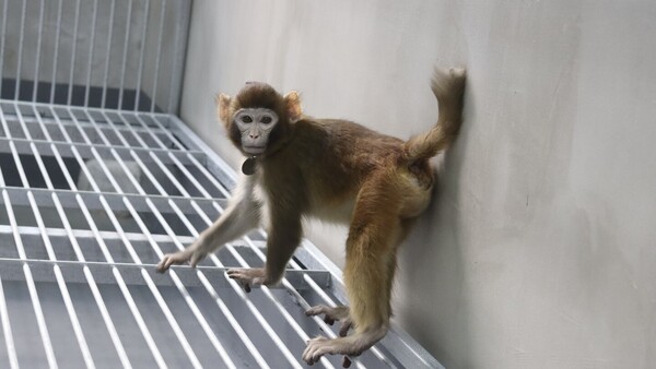 Chinos clonaron un mono rhesus que sobrevivió 2 años