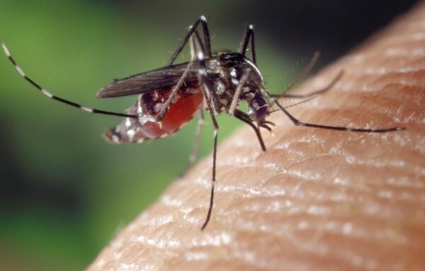 Aumento de casos de coronavirus y dengue ponen en alerta a las autoridades sanitarias - La Tribuna
